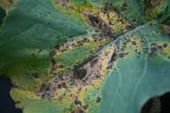 Alternaria Leaf Spot Disease