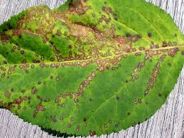 Anthracnose Disease