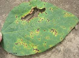 Bacterial Blight Disease