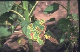 Cotton Wilt Disease