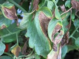Verticillium Wilt Disease