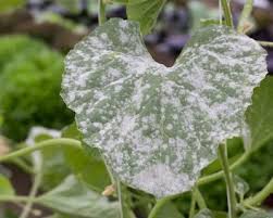 Powdery Mildew Disease