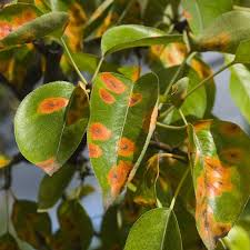 Rust Disease