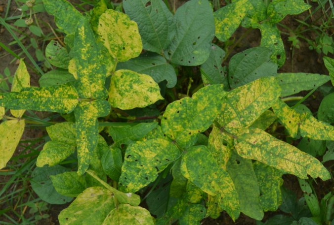 Yellow Mosaic Virus Disease