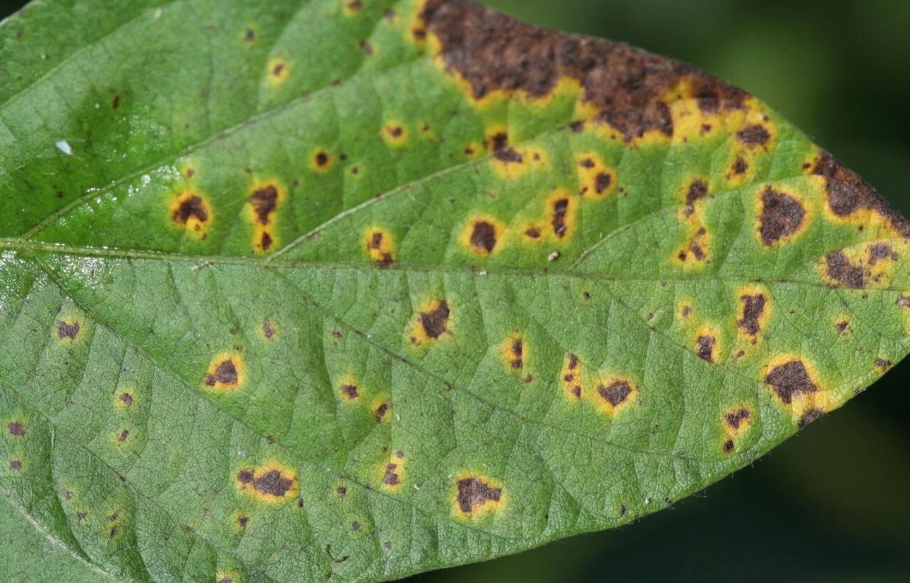 Brown Spot Disease
