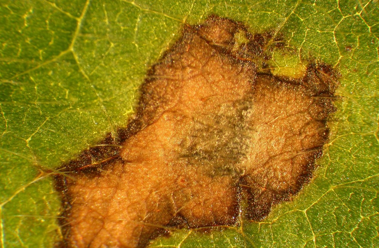 Frog-Eye Leaf Spot Disease