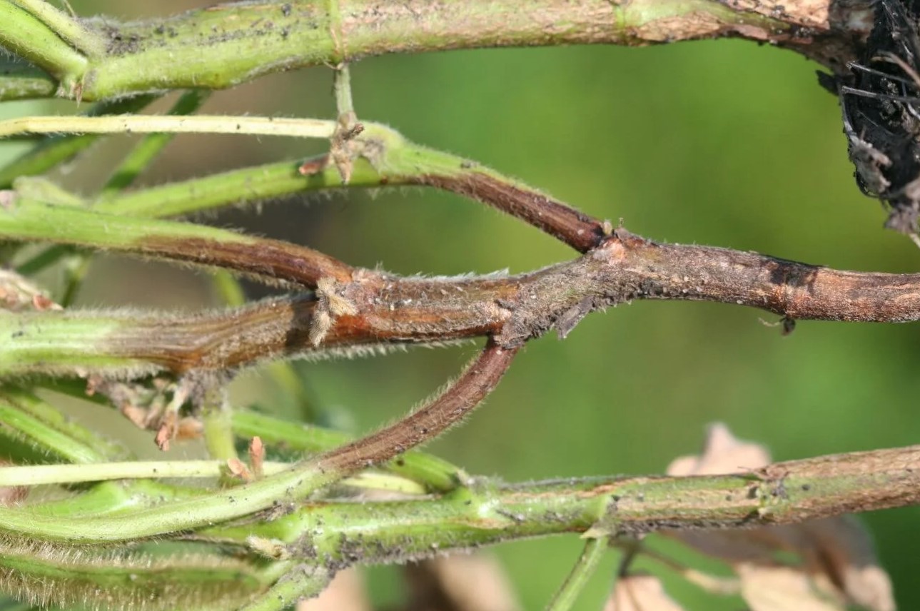 Phytophthora Root Rot Disease