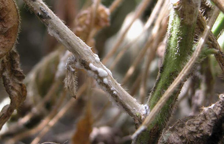 Sclerotinia Stem Rot Disease