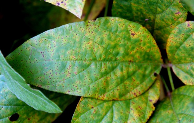 Soyabean Rust Disease