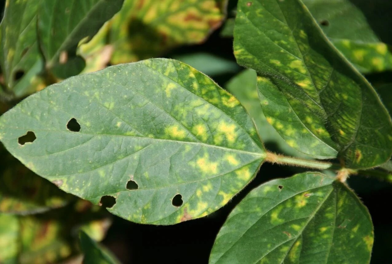 Sudden Death Syndrome Disease
