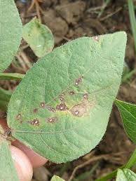 Cercospora Leaf Spot