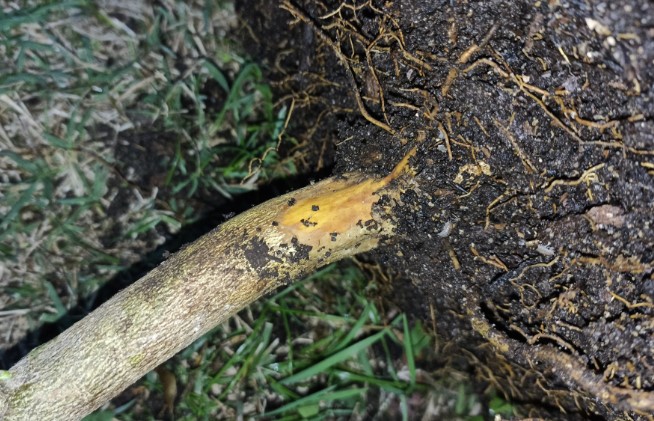 Collar Root Disease