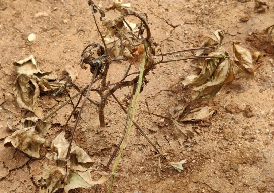 Dry Root Rot Disease