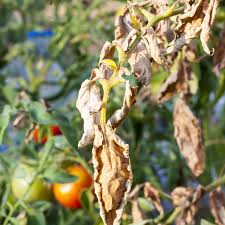 Fusarium Disease