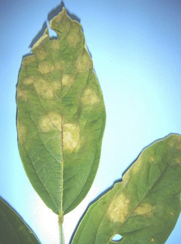 Phythophthora Blight Disease
