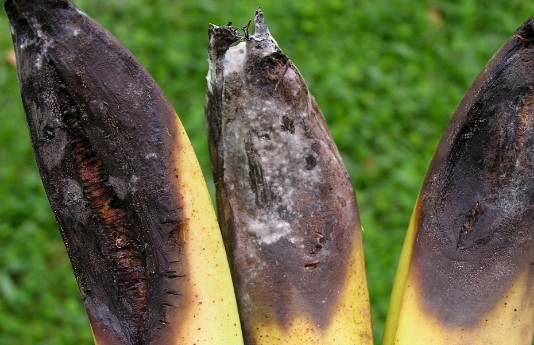 Anthracnose Disease