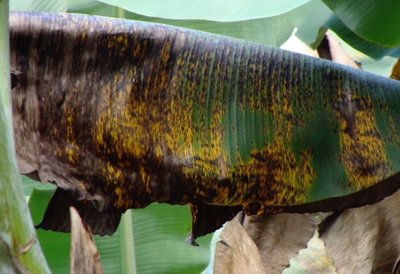 Black Sigatoka Disease
