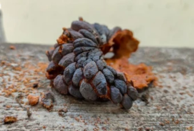 Fruit Rot Disease