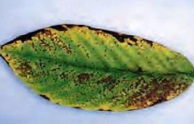 Leaf Spot Disease