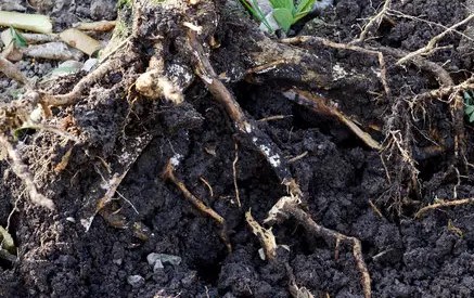 Root Rot Disease