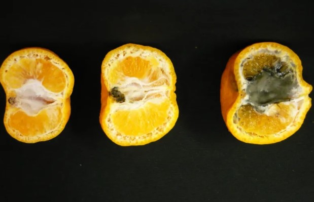 Alternaria Brown Spot Disease