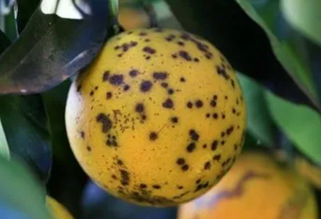Citrus Black Spot Disease