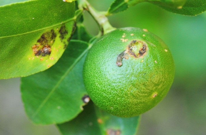 Citrus Canker Disease
