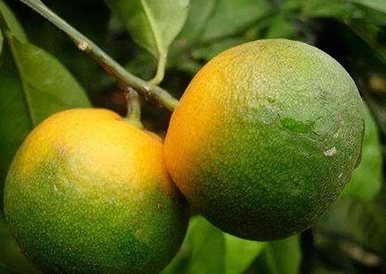 Citrus Greening Disease