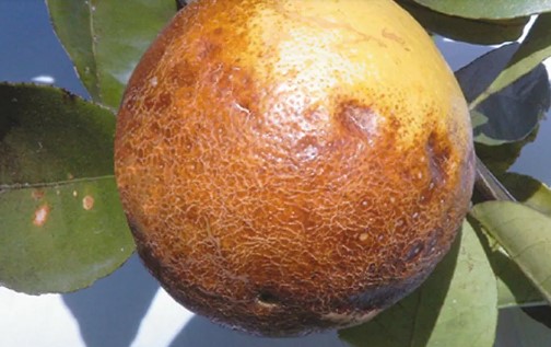 Melanose Disease