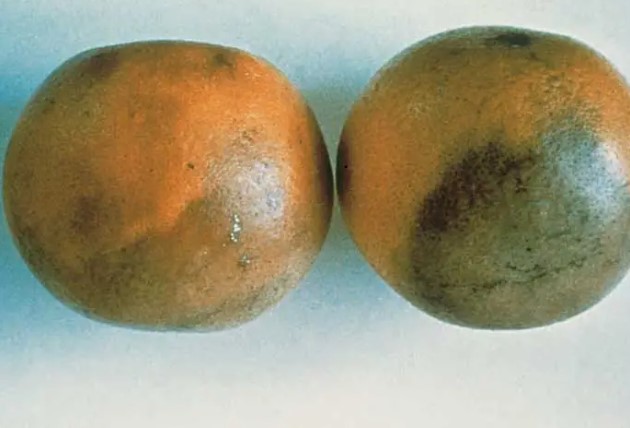 Phytophthora Disease
