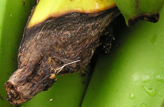 Crop 5