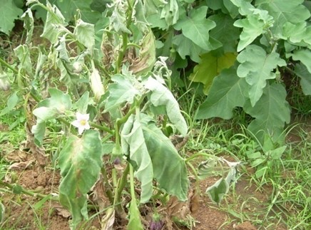 Bacterial Wilt Disease