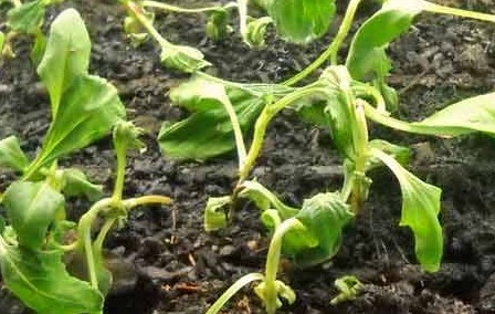 Damping Off Disease