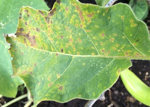 Leaf Spot Disease