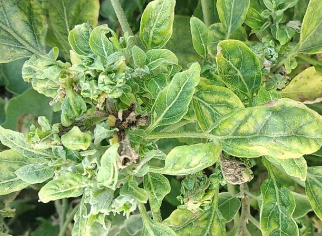 Little Leaf Disease