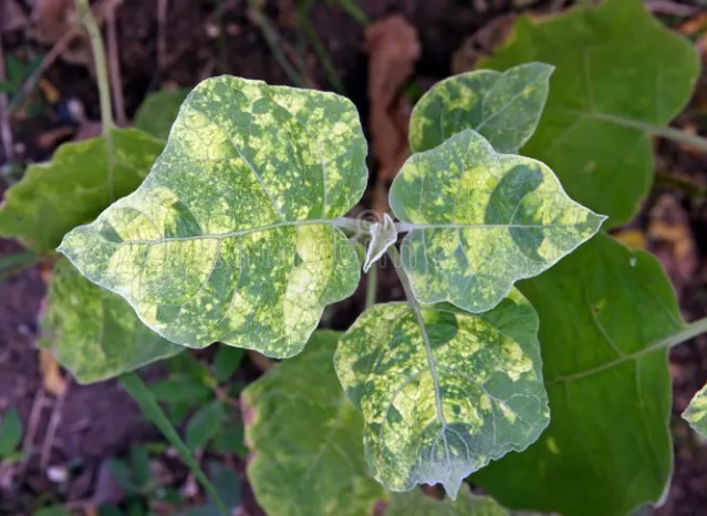 Mosaic Virus Disease