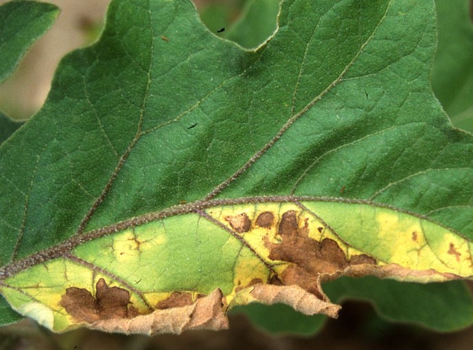 Verticillium Wilt Disease