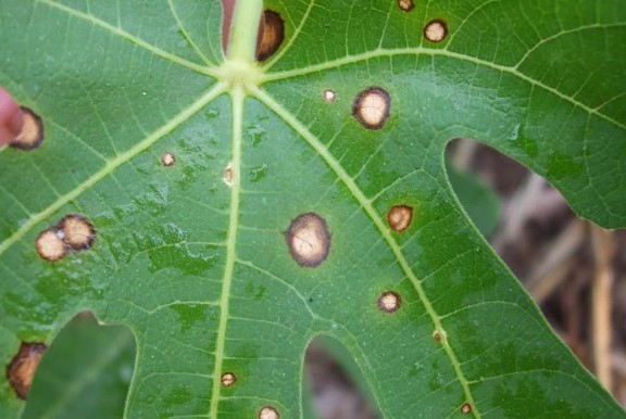 Cercospora Leaf Spot Disease