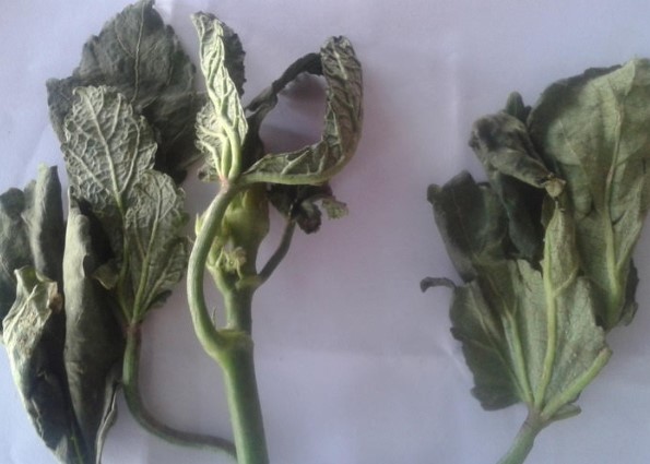 Enation Leaf Curl Virus Disease