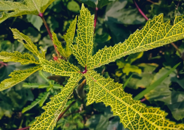 Fusarium Wilt Disease