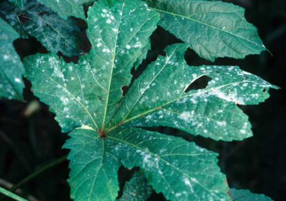 Powdery Mildew Disease