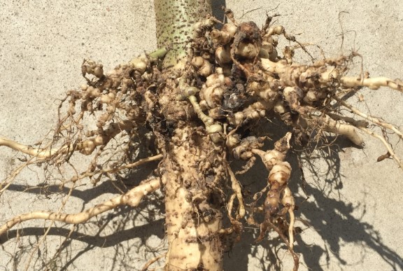 Root Knot Nematode Disease