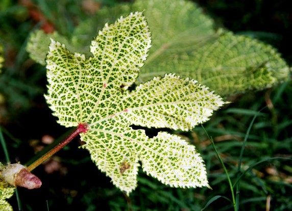 Yellow Vein Mosaic Virus Disease