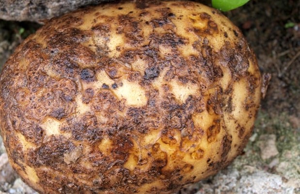 Black Scurf Disease
