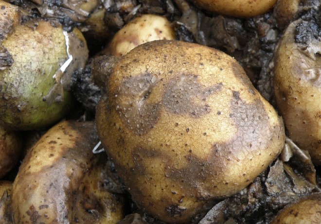 Late Blight Disease