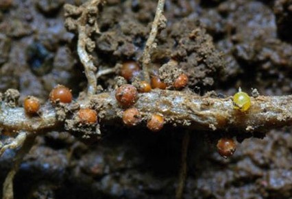 Potato Cyst Nematode Disease