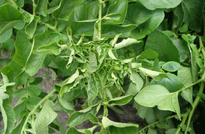 Potato Leaf Roll Virus Disease