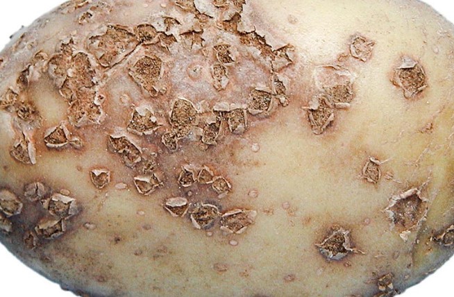 Powdery Scab Disease
