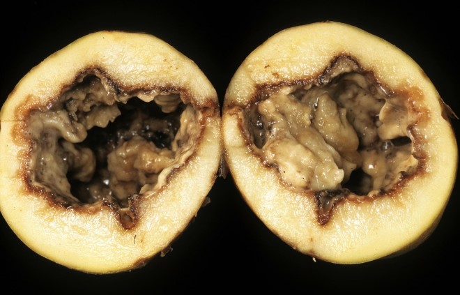 Soft Rot Disease